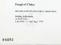 登錄號:F0006054藏品圖，第2張