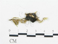 登錄號:F0006058藏品圖，第3張