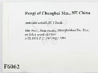 登錄號:F0006062藏品圖，第2張