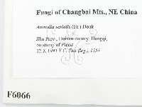 登錄號:F0006066藏品圖，第2張