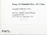 登錄號:F0006071藏品圖，第2張