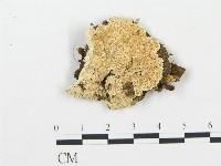 登錄號:F0006072藏品圖，第1張