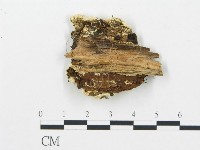 登錄號:F0006072藏品圖，第3張