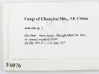 薄孔菌屬藏品圖，第2張