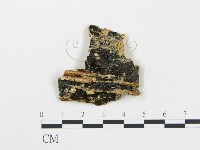 薄孔菌屬藏品圖，第3張