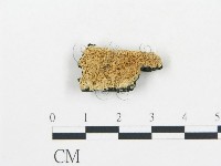 薄孔菌屬藏品圖，第1張