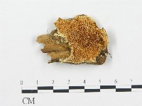 登錄號:F0006080藏品圖，第1張