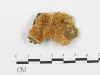 登錄號:F0006081藏品圖，第1張