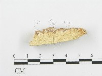 登錄號:F0006084藏品圖，第5張