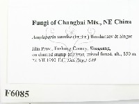 登錄號:F0006085藏品圖，第2張