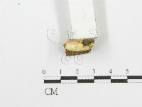 登錄號:F0006087藏品圖，第1張