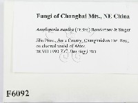 登錄號:F0006092藏品圖，第2張