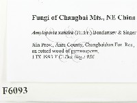 登錄號:F0006093藏品圖，第2張