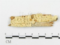 登錄號:F0006093藏品圖，第1張