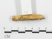 登錄號:F0006095藏品圖，第4張