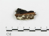 登錄號:F0006099藏品圖，第4張