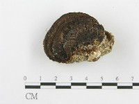 登錄號:F0006106藏品圖，第4張