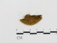 登錄號:F0006110藏品圖，第1張