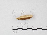 登錄號:F0006117藏品圖，第3張