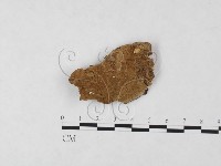 登錄號:F0006118藏品圖，第1張