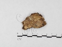 登錄號:F0006118藏品圖，第3張