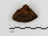 登錄號:F0006119藏品圖，第3張