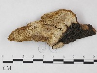 登錄號:F0006122藏品圖，第3張