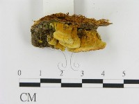 登錄號:F0006123藏品圖，第3張