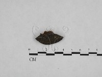 登錄號:F0006145藏品圖，第1張