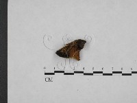 登錄號:F0006149藏品圖，第3張