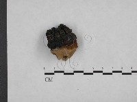 登錄號:F0006154藏品圖，第1張