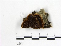 登錄號:F0006155藏品圖，第1張