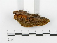 登錄號:F0006156藏品圖，第6張