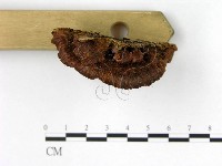 登錄號:F0006183藏品圖，第3張