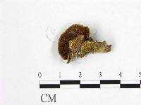 登錄號:F0006186藏品圖，第1張