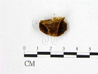 登錄號:F0006188藏品圖，第1張