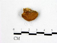 登錄號:F0006188藏品圖，第3張