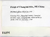 登錄號:F0006191藏品圖，第2張