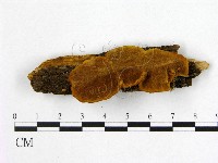 登錄號:F0006191藏品圖，第1張