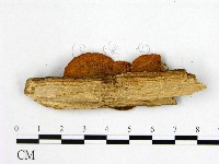 登錄號:F0006191藏品圖，第3張