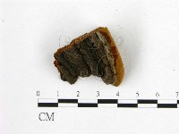 登錄號:F0006203藏品圖，第3張