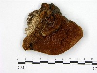 登錄號:F0006213藏品圖，第1張