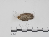 登錄號:F0006215藏品圖，第1張