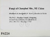 登錄號:F0006224藏品圖，第2張