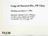 登錄號:F0006238藏品圖，第2張