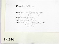 登錄號:F0006246藏品圖，第2張