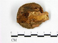 登錄號:F0006262藏品圖，第3張