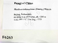 登錄號:F0006263藏品圖，第2張