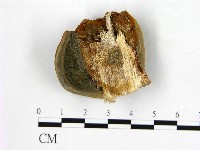 登錄號:F0006263藏品圖，第3張