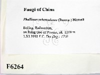 登錄號:F0006264藏品圖，第2張